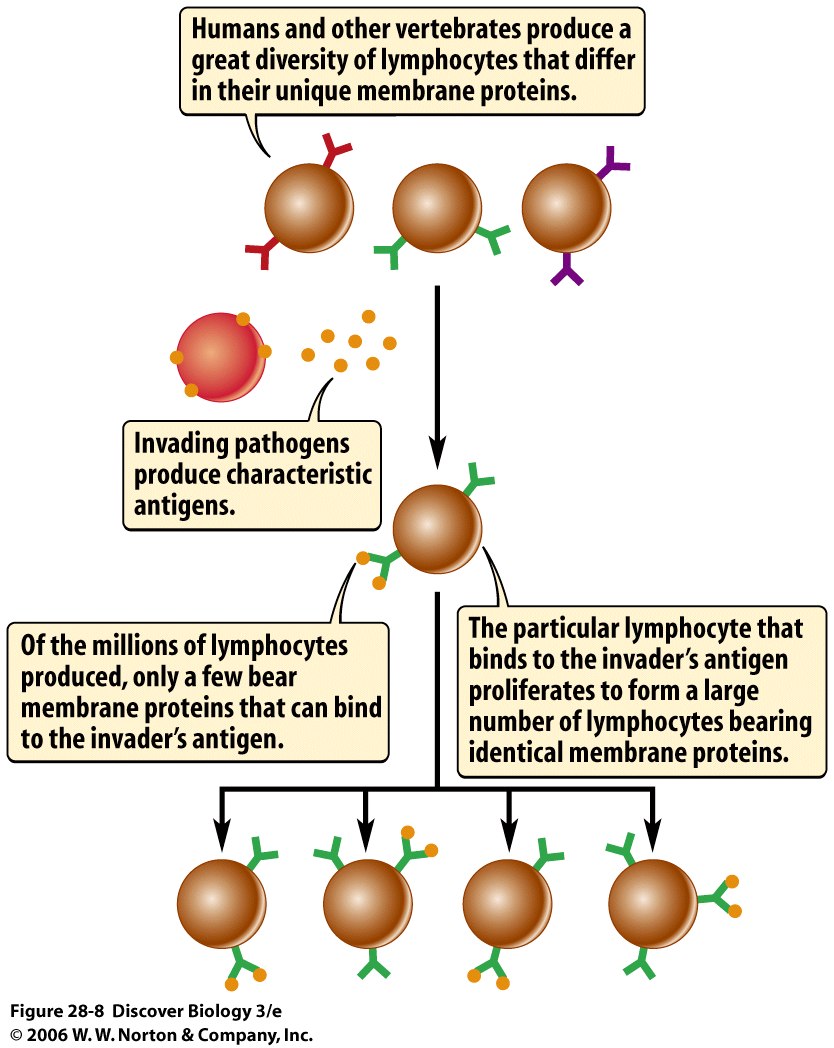 BIO 7 Lecture 2122 Preview